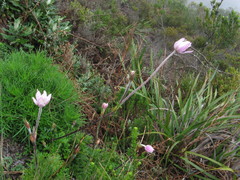 Knowltonia tenuifolia