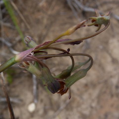 Tulbaghia capensis