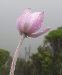 Knowltonia tenuifolia