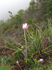 Knowltonia tenuifolia
