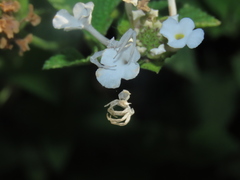 Thomisus citrinellus