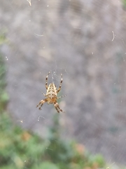 Araneus diadematus