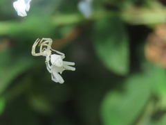 Thomisus citrinellus