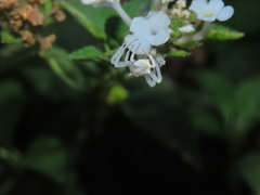 Thomisus citrinellus