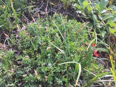 Oxytropis kamtschatica