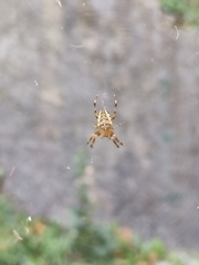 Araneus diadematus
