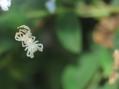 Thomisus citrinellus