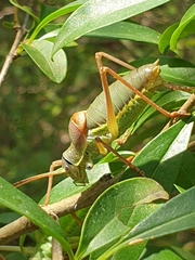 Ephippiger ephippiger