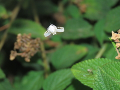 Thomisus citrinellus