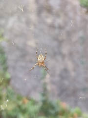 Araneus diadematus