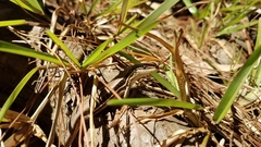 Trachylepis gravenhorstii
