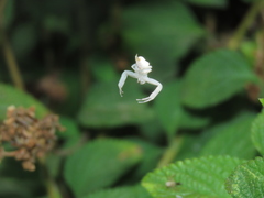 Thomisus citrinellus