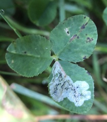 Liriomyza fricki