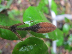 Trichocladus crinitus