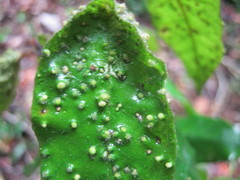 Trichocladus crinitus