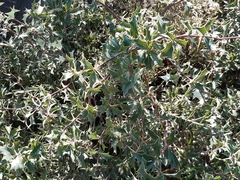 Berberis chilensis
