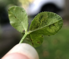 Liriomyza fricki