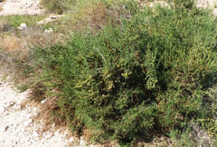 Salsola oppositifolia