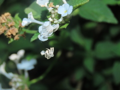 Thomisus citrinellus