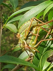 Ephippiger ephippiger