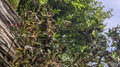 Rhododendron kawakamii