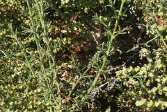 Salsola oppositifolia