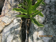 Teedia lucida
