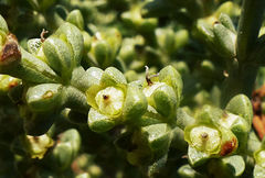Salsola oppositifolia
