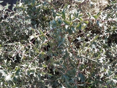 Berberis chilensis