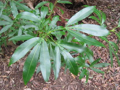 Platylophus trifoliatus
