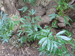 Platylophus trifoliatus