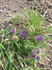 Oxytropis kamtschatica