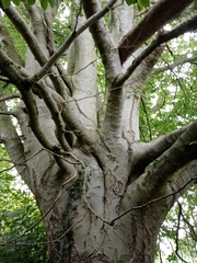 Fagus sylvatica