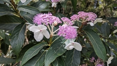 Hydrangea longifolia