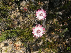 Syncarpha canescens canescens