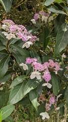 Hydrangea longifolia