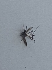 Aedes trivittatus