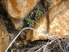 Antimima leucanthera