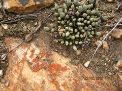 Antimima leucanthera