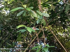 Tanaecia iapis puseda