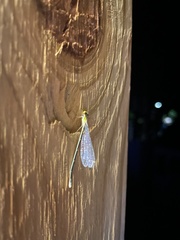Enallagma vesperum