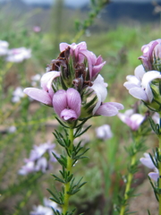 Aspalathus cephalotes violacea