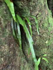 Haplopteris flexuosa