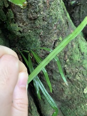 Haplopteris flexuosa