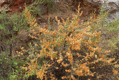 Salsola oppositifolia