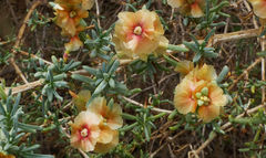 Salsola oppositifolia