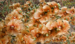 Salsola oppositifolia