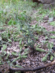 Gethyllis verticillata