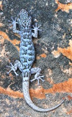 Goggia microlepidota