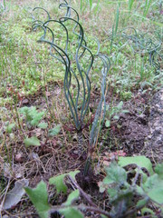 Gethyllis verticillata